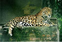 jaguar