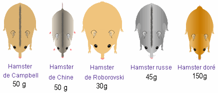hamsters